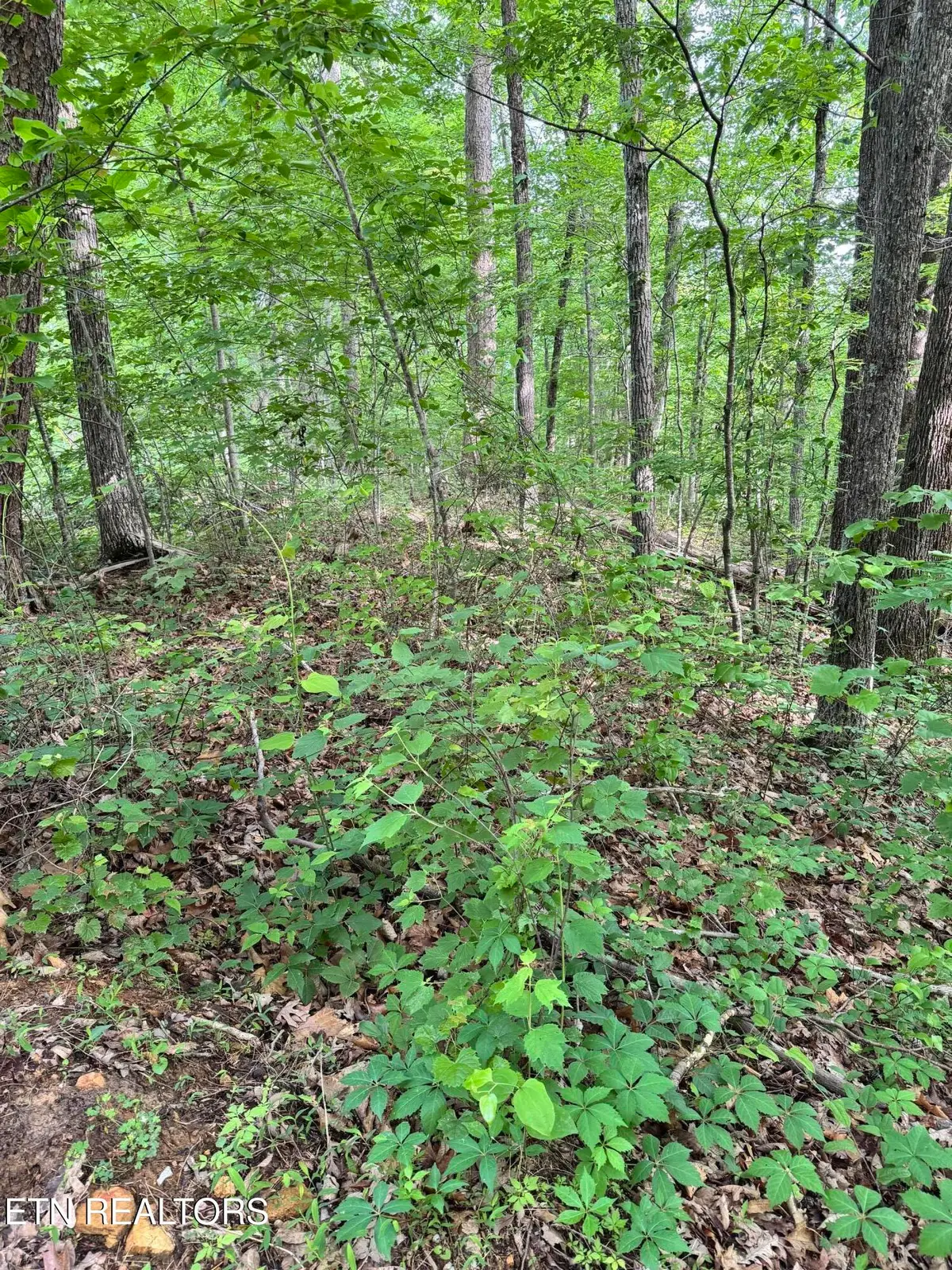 Prettiest Sunset Way #Lot 5, Seymour, TN 37865 - #1