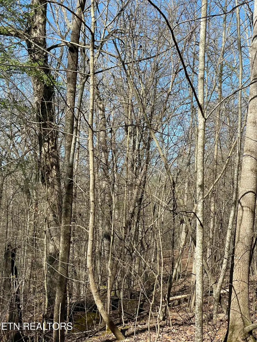 N Center Ridge Place, Baneberry, TN 37890 - #3