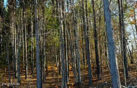 194 Forest Ridge Lane, Greenback, TN 37742 - #2