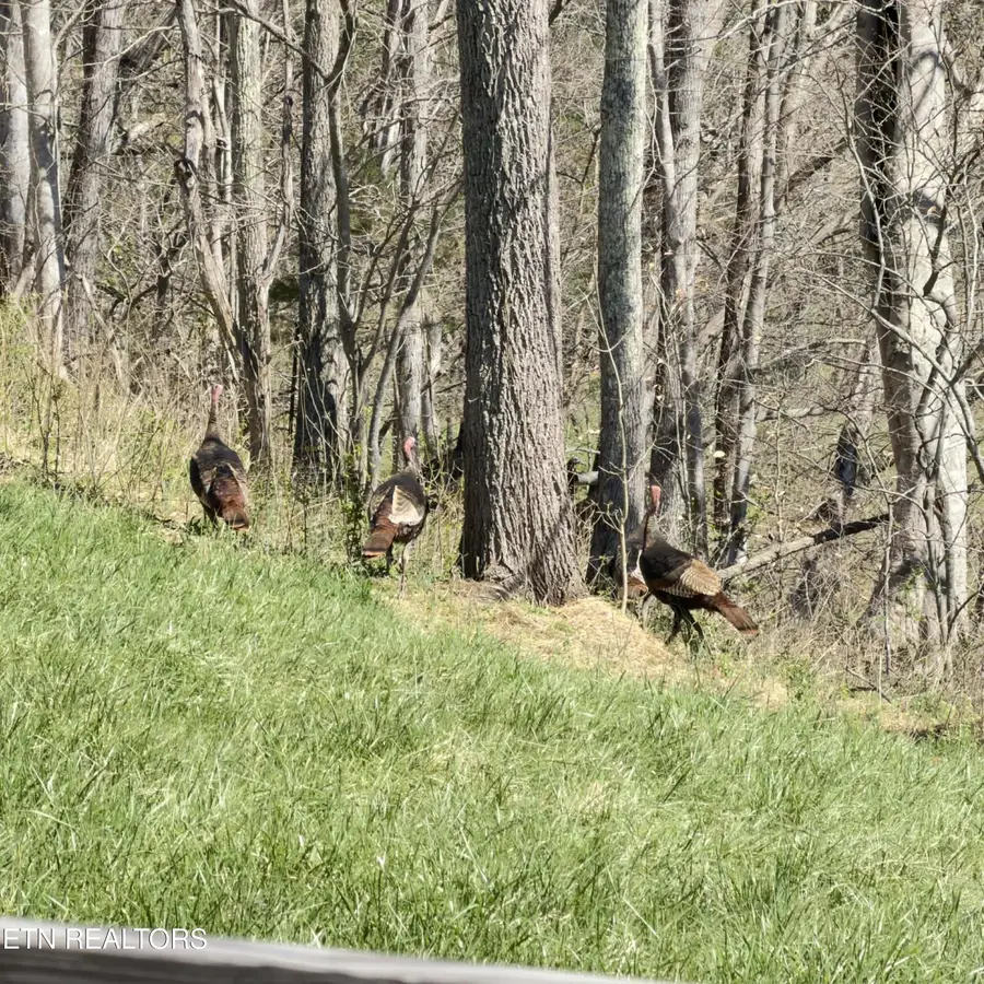 513 Nat Mullenix Rd, Rogersville, TN 37857 - #3