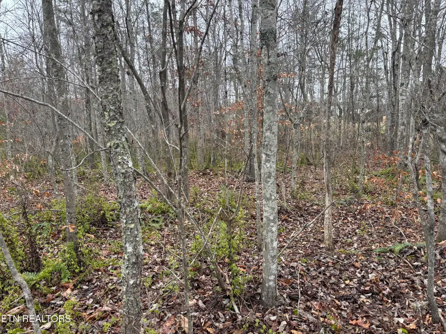 Everett Lane, Robbins, TN 37852 - #2