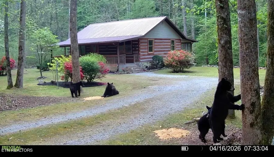 1256 E Millers Cove Rd, Walland, TN 37886 - #3