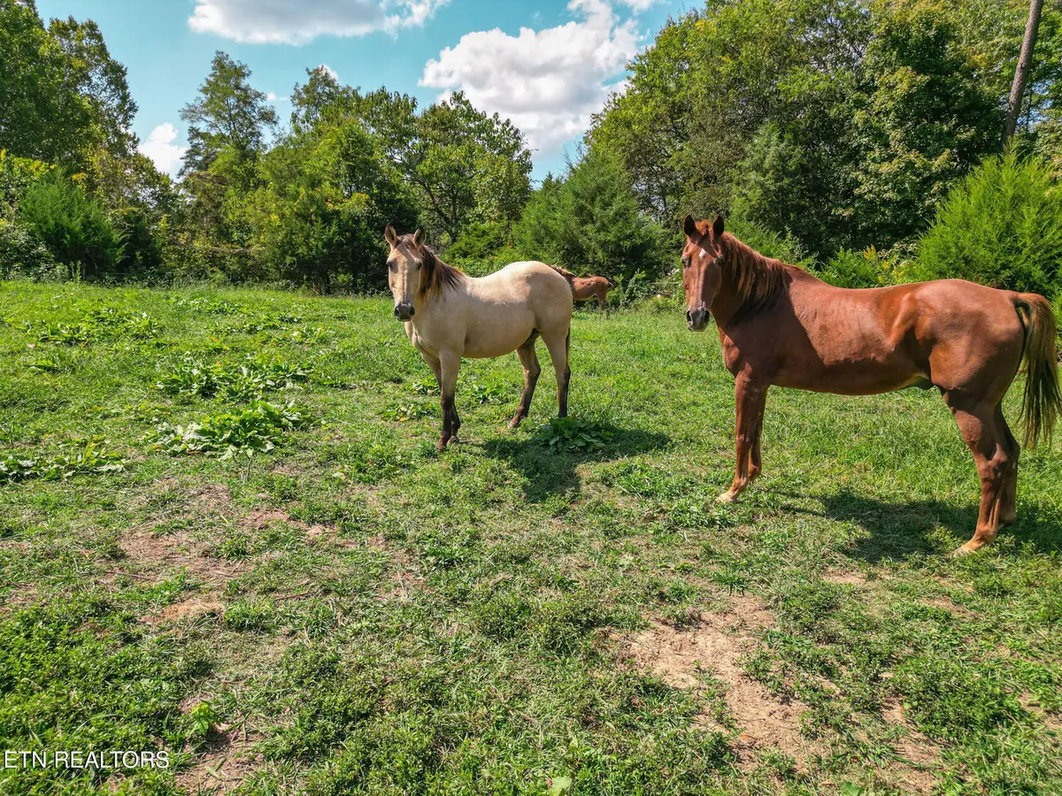 2733 Shipe Rd, Mascot, TN 37806 - #1