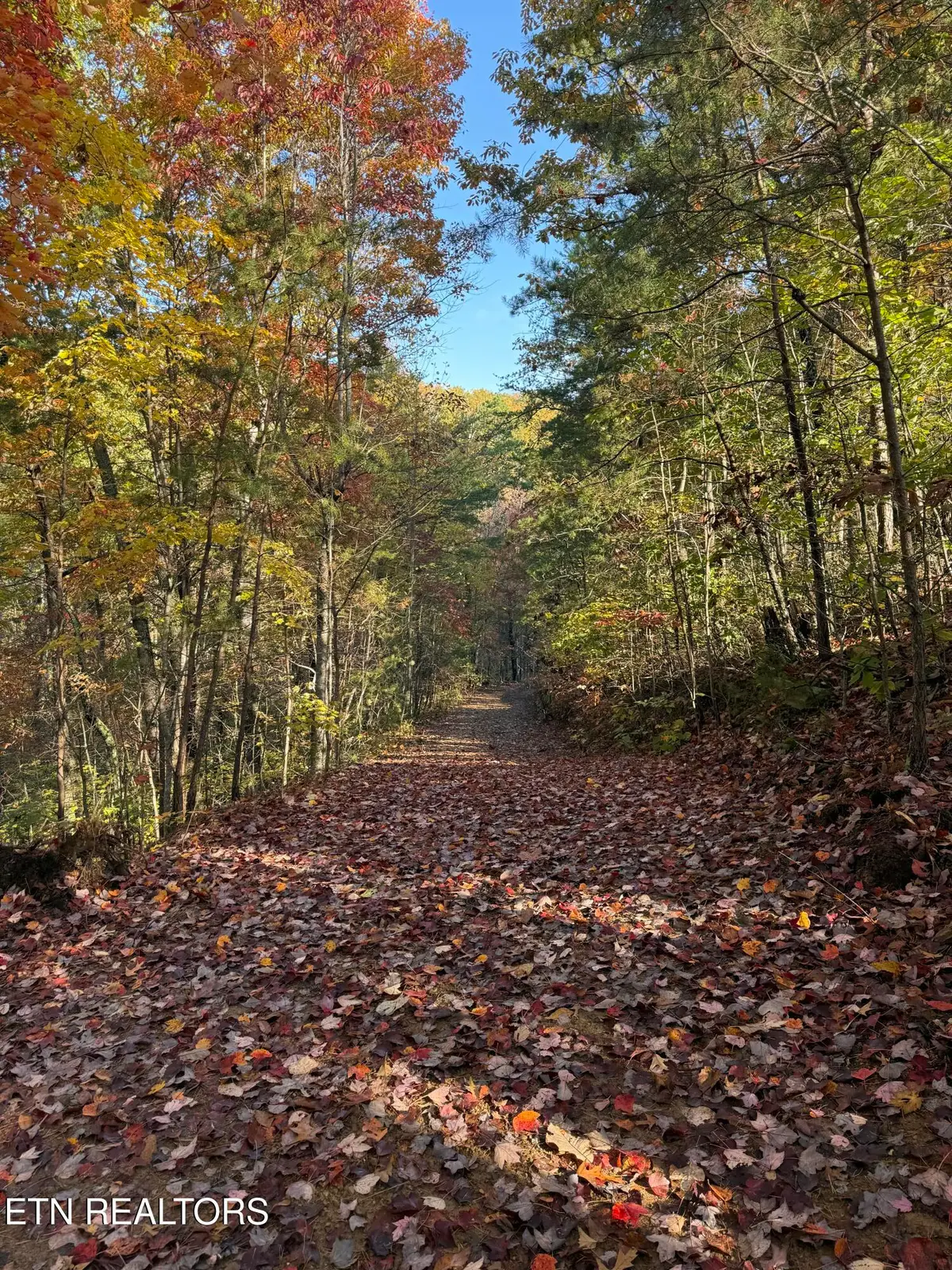 425 Smokey Rd, Rutledge, TN 37861 - #1