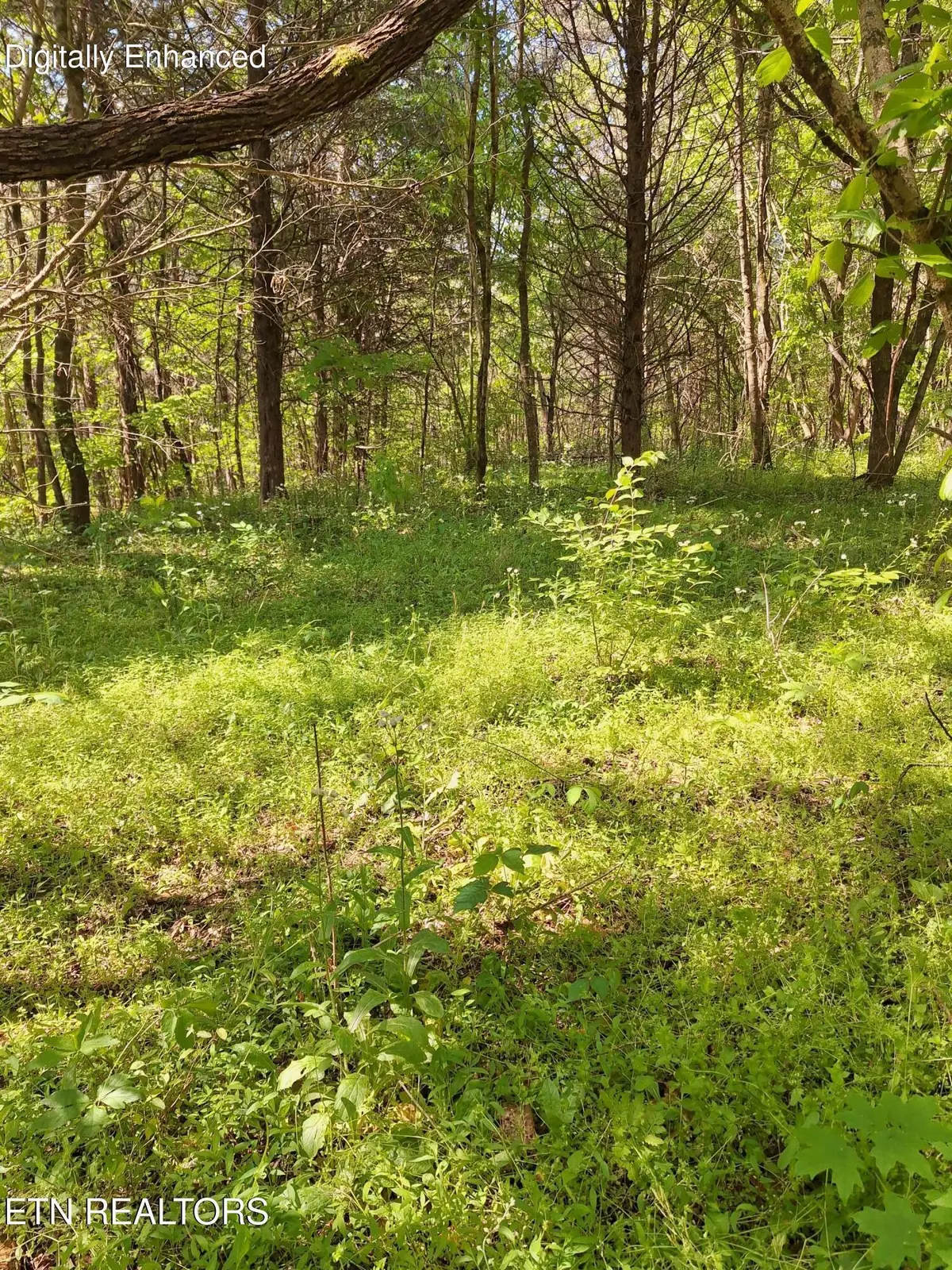 Payne Rd, Tellico Plains, TN 37385 - #1