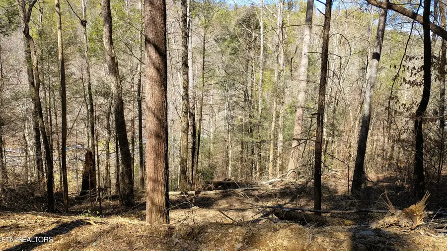 Carrs Creek Rd, Townsend, TN 37882 - #3