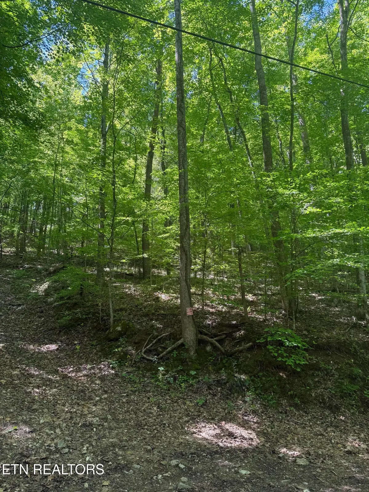White Oak Lane, Caryville, TN 37714 - #1