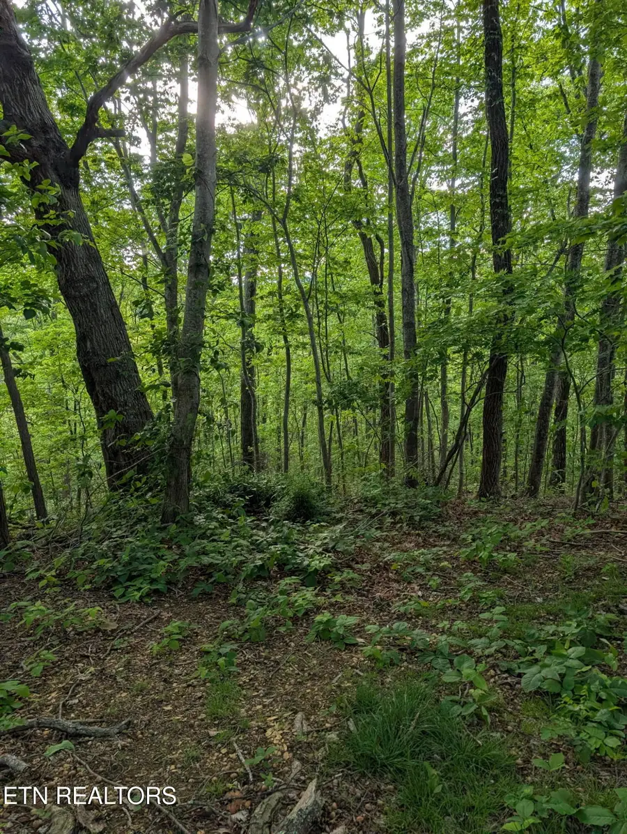 2341 Jims Way, Sevierville, TN 37876 - #3