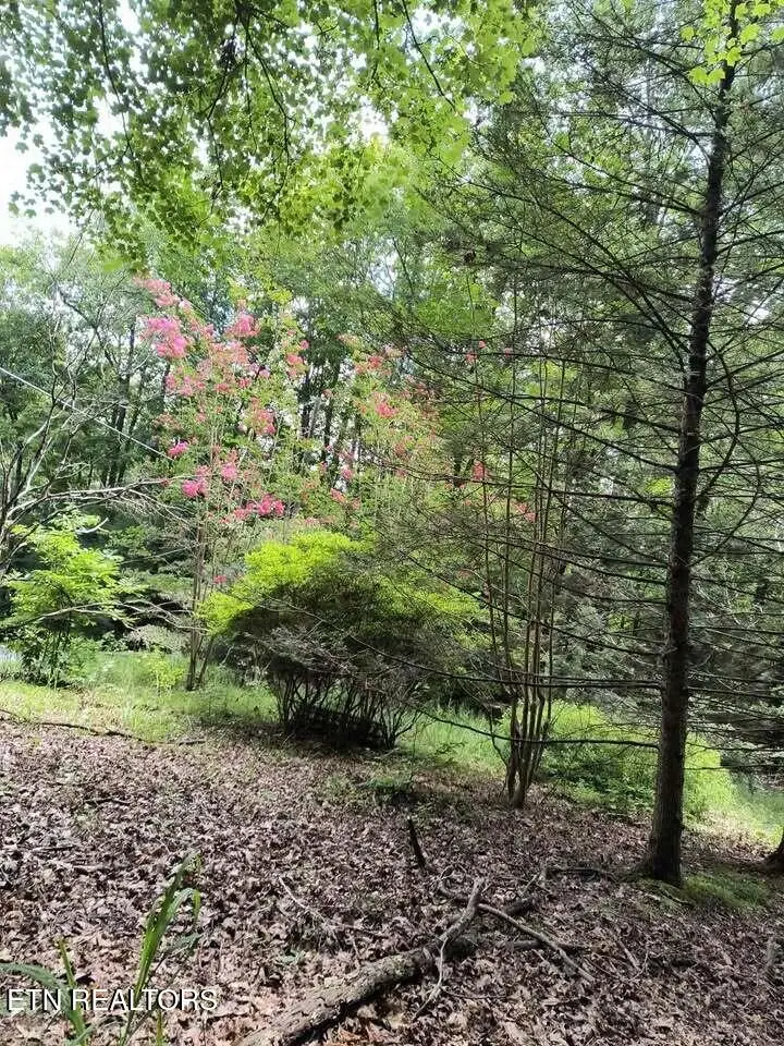 47 S Shorewood Drive, Caryville, TN 37714 - #2