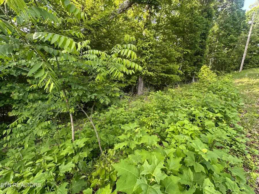 Pine Hollow Rd, Jacksboro, TN 37757 - #3