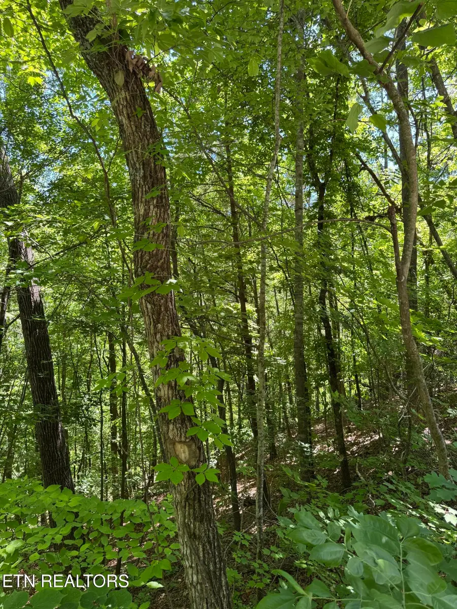 2313 High View Rd, Sevierville, TN 37876 - #3