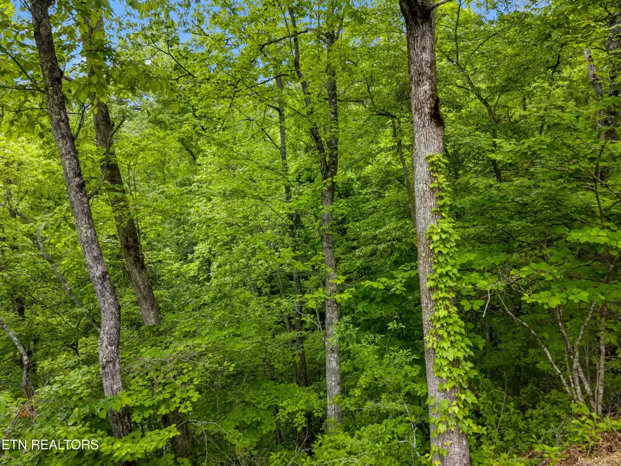 Red Bone Way, Sevierville, TN 37876 - #3