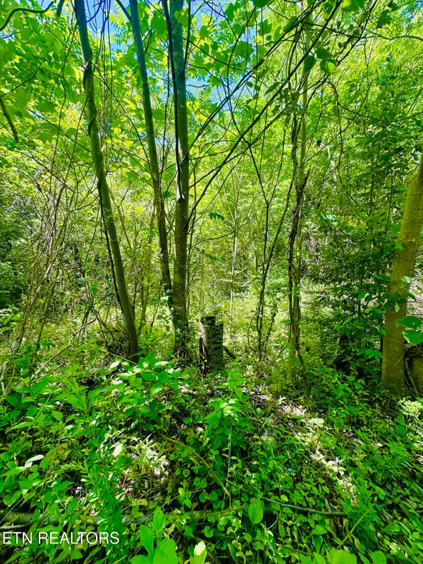 Stoney Fork Rd #141 020.00, Caryville, TN 37714