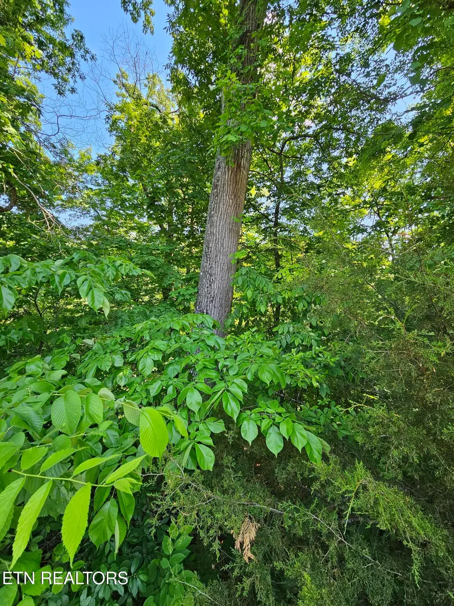 lot 15 Saddleback Way, Sevierville, TN 37862 - #2