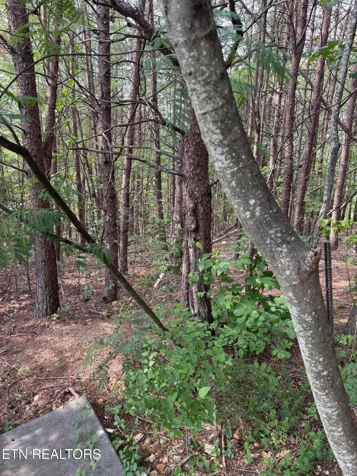 Seth Rd #14, Pigeon Forge, TN 37863 - #1