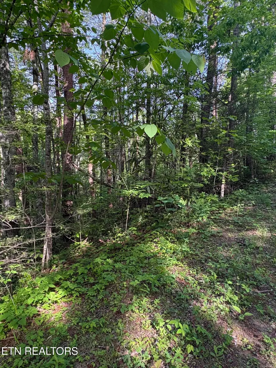 Lot 6 Walnut Flats Rd, Walland, TN 37886 - #2