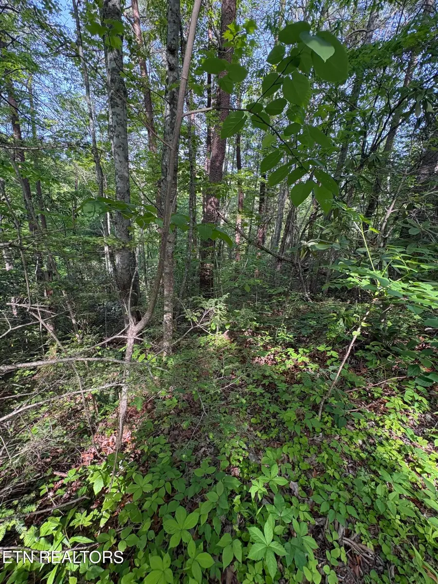 Lot 6 Walnut Flats Rd, Walland, TN 37886 - #3