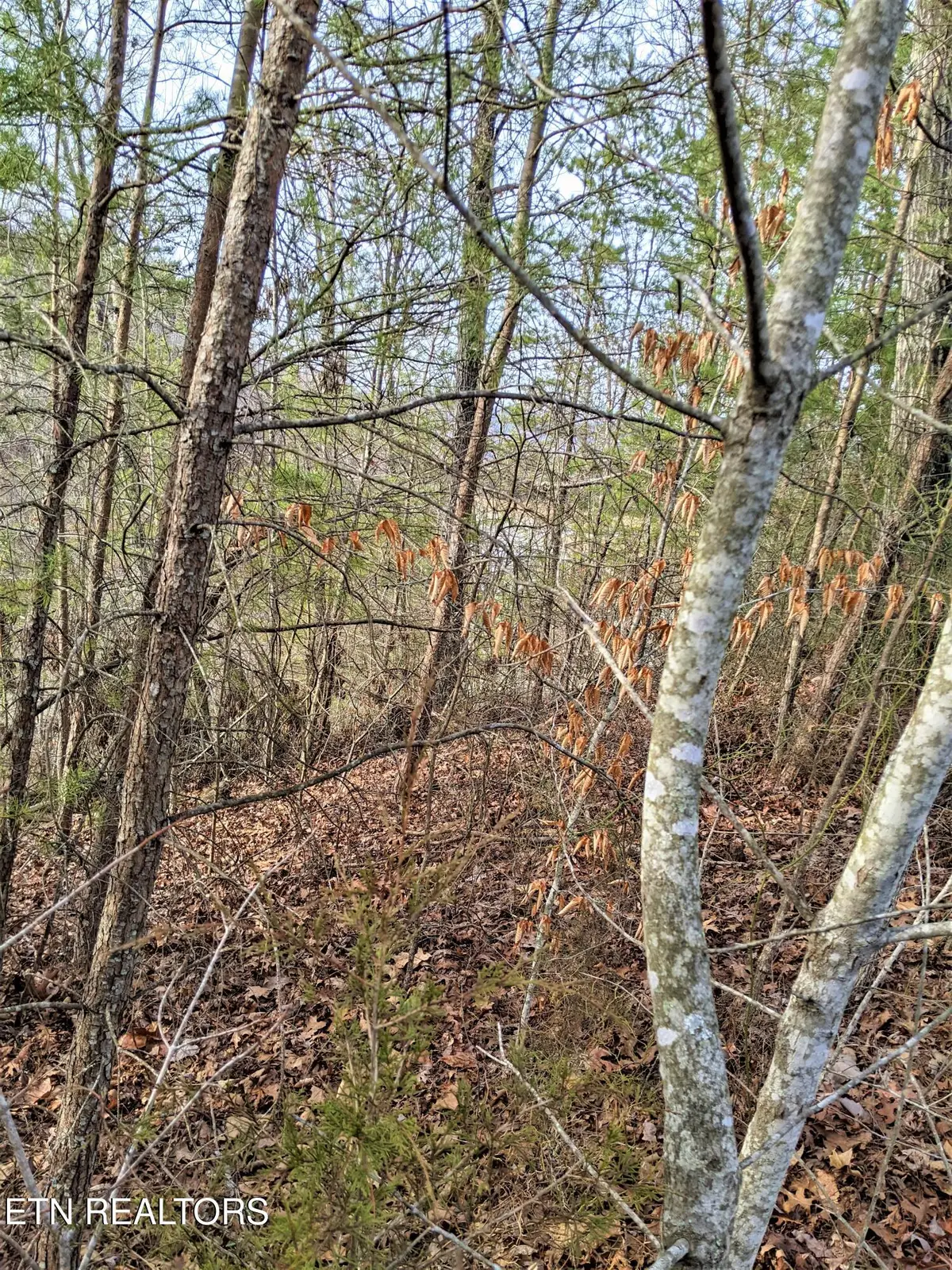 6220-6224 Outlook Tr, Russellville, TN 37860 - #1