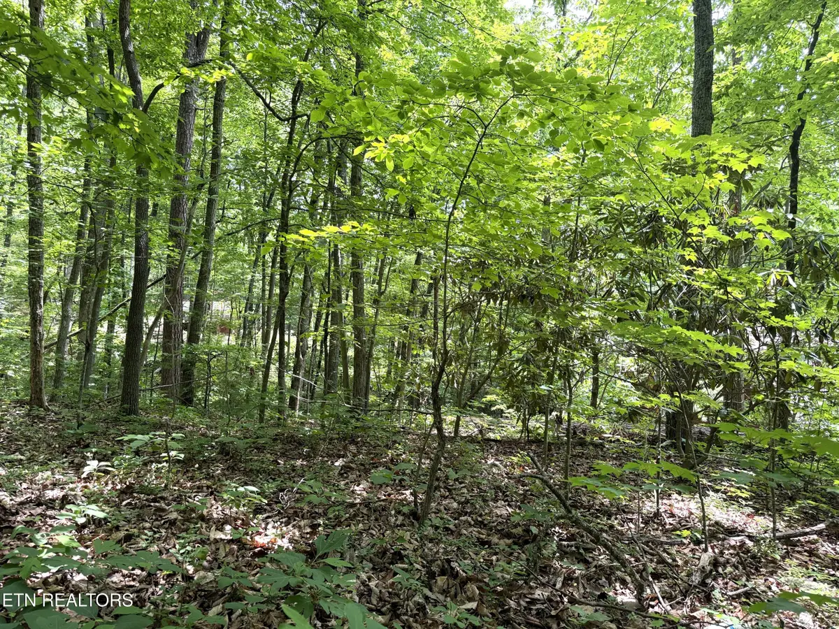 Swann Saddle #10, Sevierville, TN 37876 - #1
