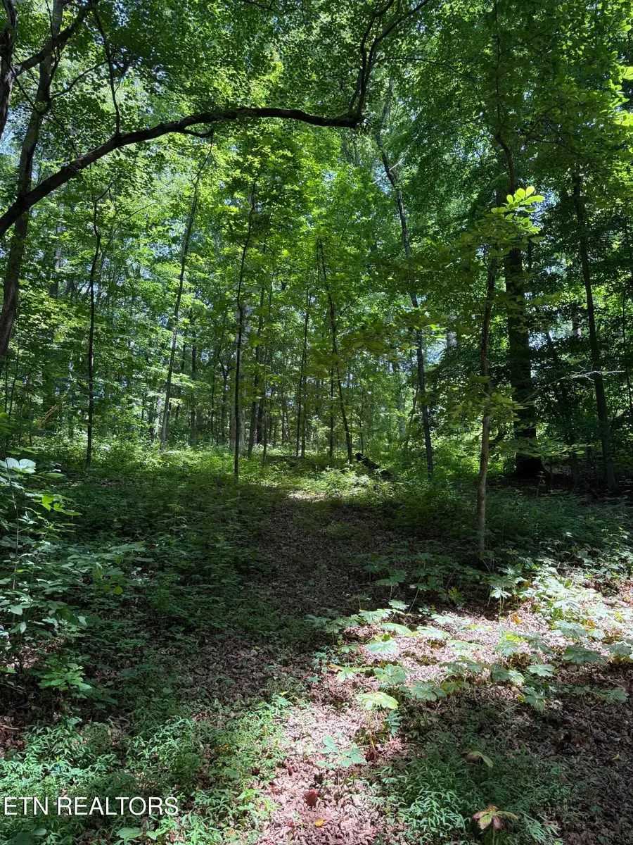 426 & 422 County Road 728. (58.5 Acres), Riceville, TN 37370 - #3