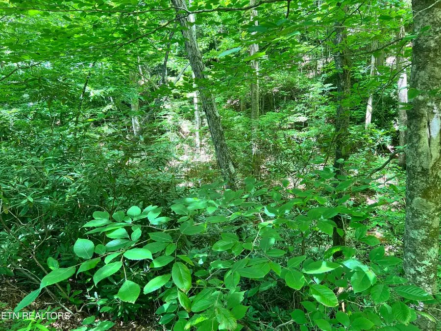 Fir Drive #Lot 110, Sevierville, TN 37876 - #3