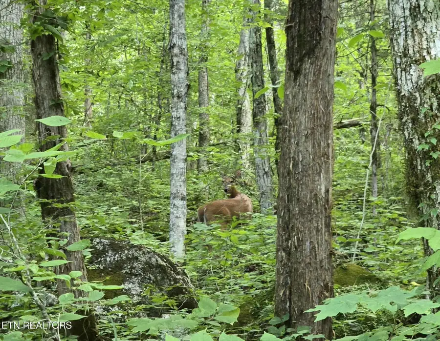 Log Mountain Rd, Washburn, TN 37888 - #3