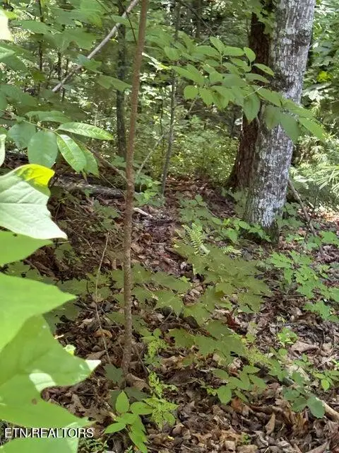 lot 4 Old Furnace Rd, Tellico Plains, TN 37385 - #2