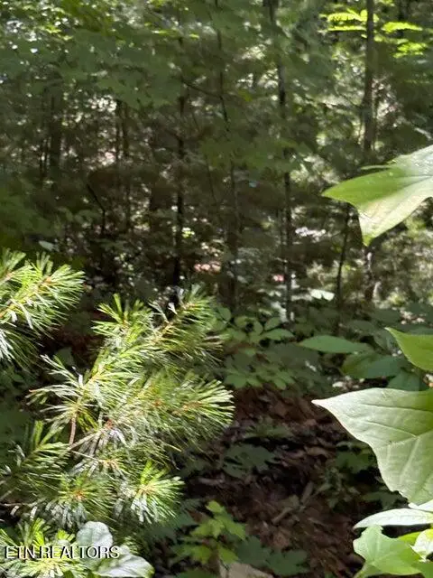 lot 4 Old Furnace Rd, Tellico Plains, TN 37385 - #3