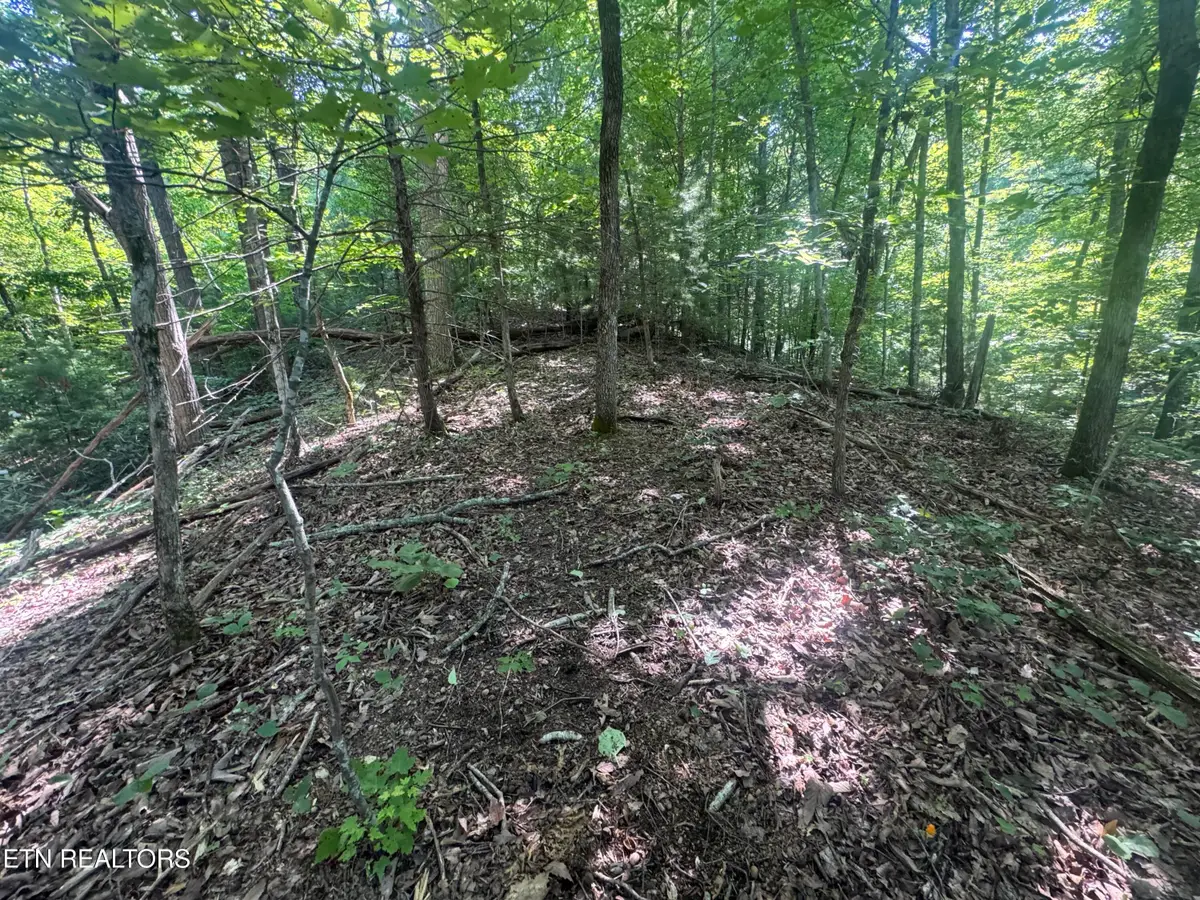 332 Padgett Mill Rd, Cosby, TN 37722 - #1