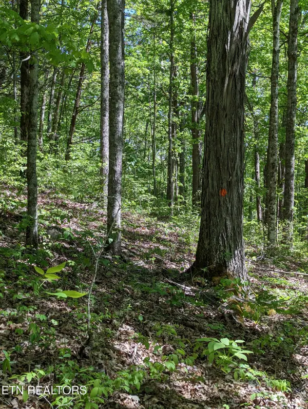 Cherokee Path, Jamestown, TN 38556