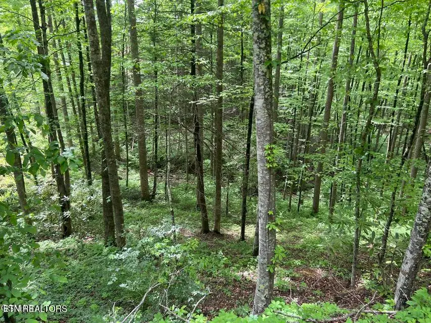Lot 3 Old Cartertown Rd, Gatlinburg, TN 37738 - #3