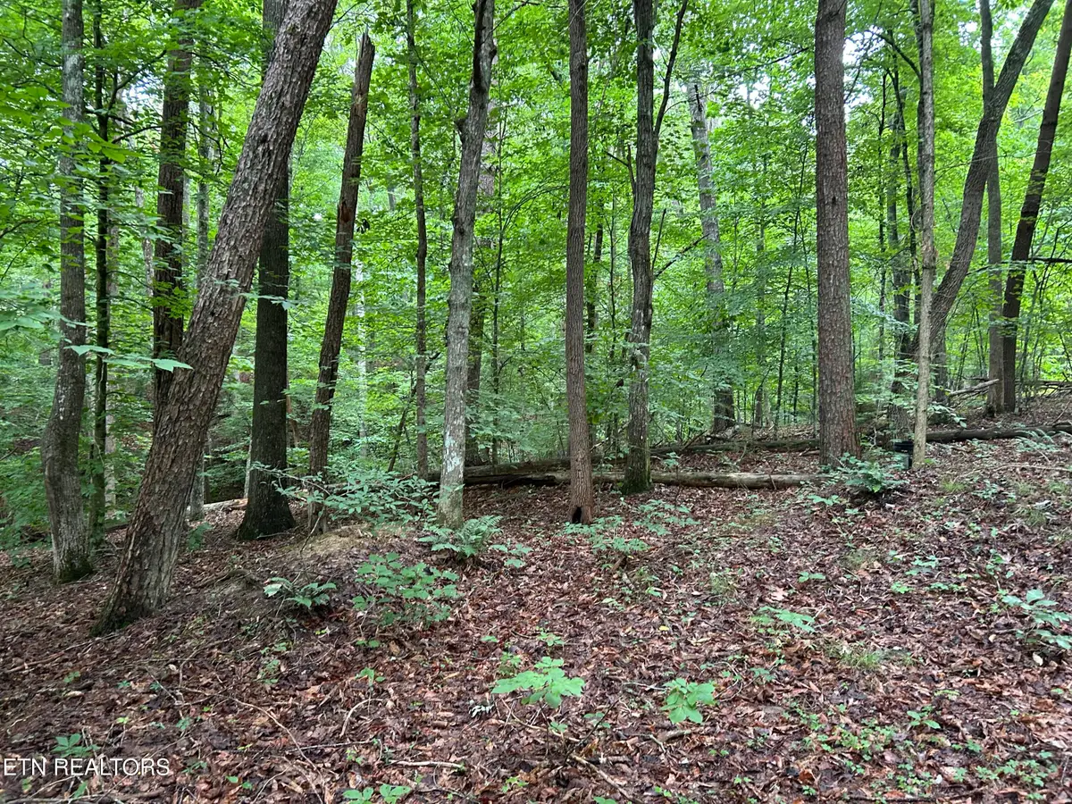 223 West Snowflake Rd, Surgoinsville, TN 37873 - #1