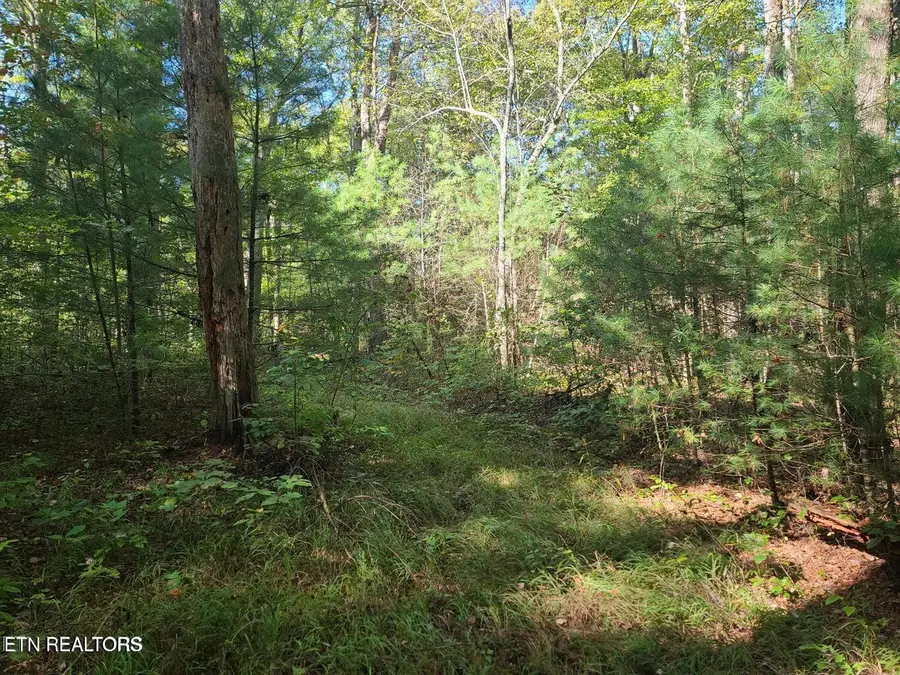 Hannah Davidson Rd, Sunbright, TN 37872 - #3