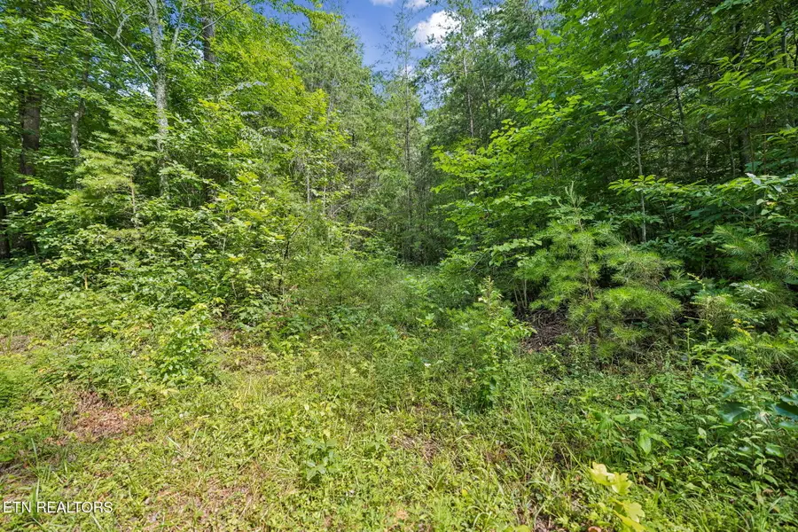 Ridge Rd, Lancing, TN 37770 - #2