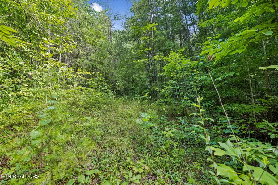 Ridge Rd, Lancing, TN 37770 - #3