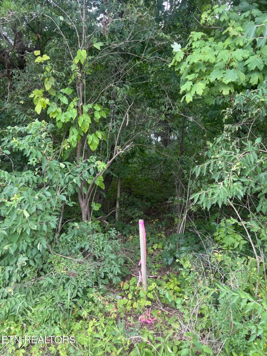 107 Long Powers Rd, Friendsville, TN 37737 - #3
