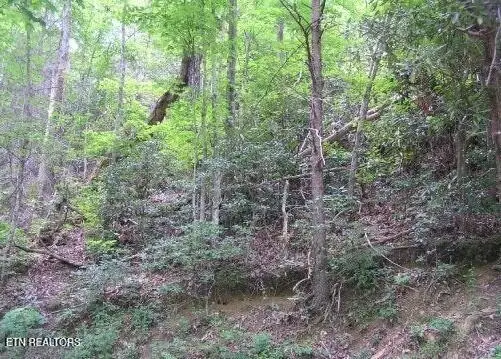 329 Silverbell Lane, Gatlinburg, TN 37738 - #2