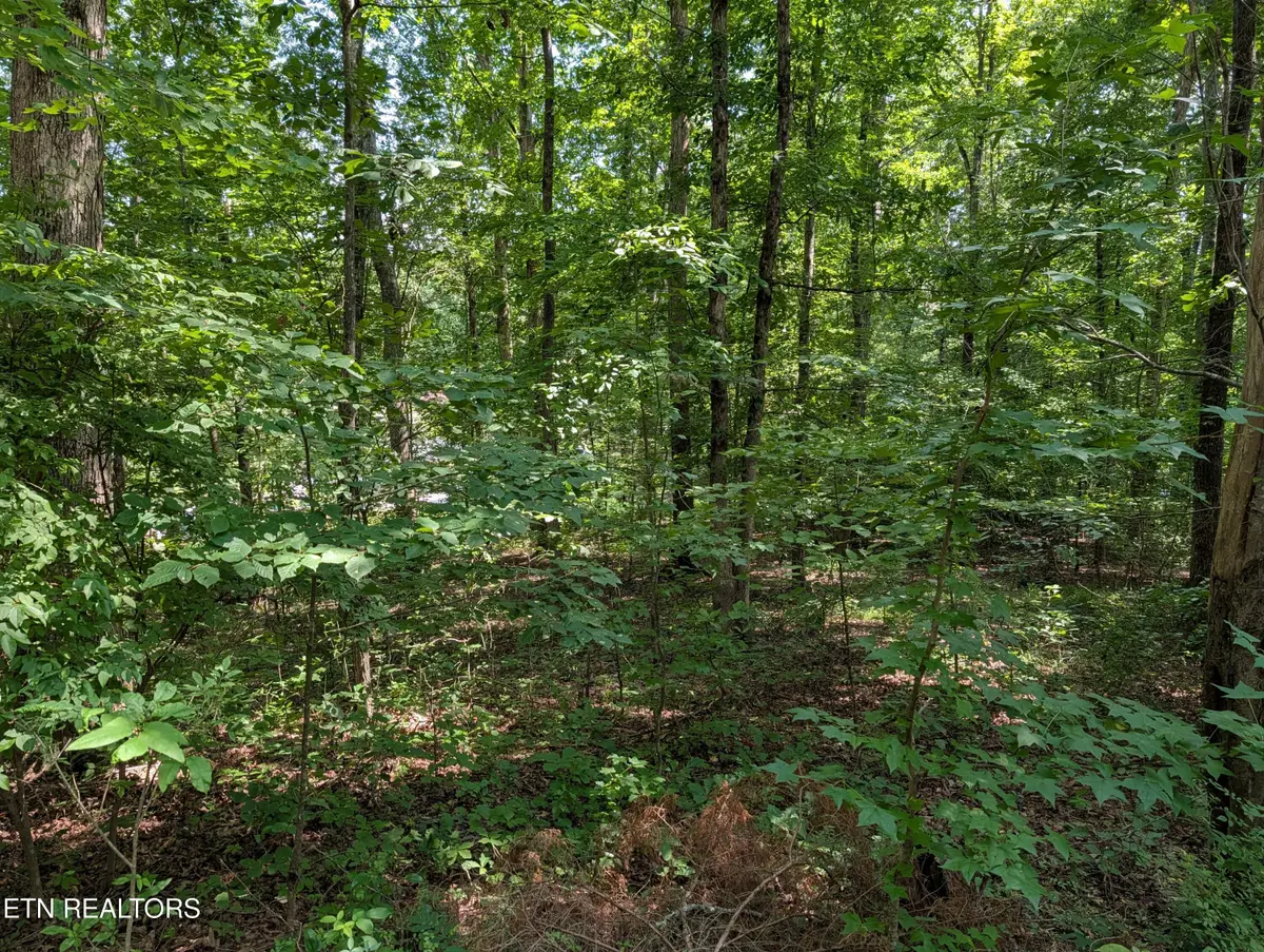 White St #31, Rockwood, TN 37854 - #1