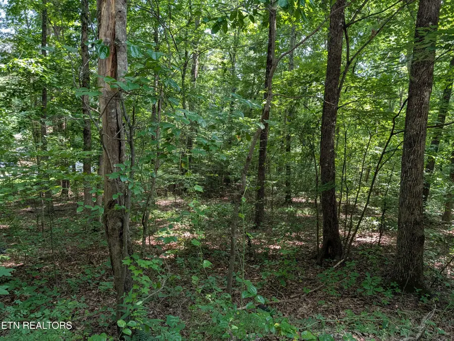 White St #31, Rockwood, TN 37854 - #2