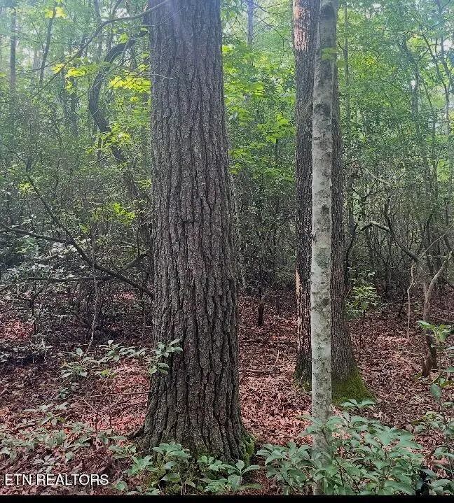 Lower Smithfield Rd, Tellico Plains, TN 37385 - #3