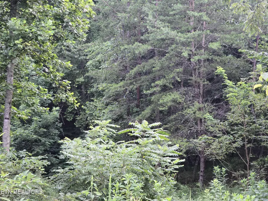 Volunteer Rd, Rutledge, TN 37861 - #3