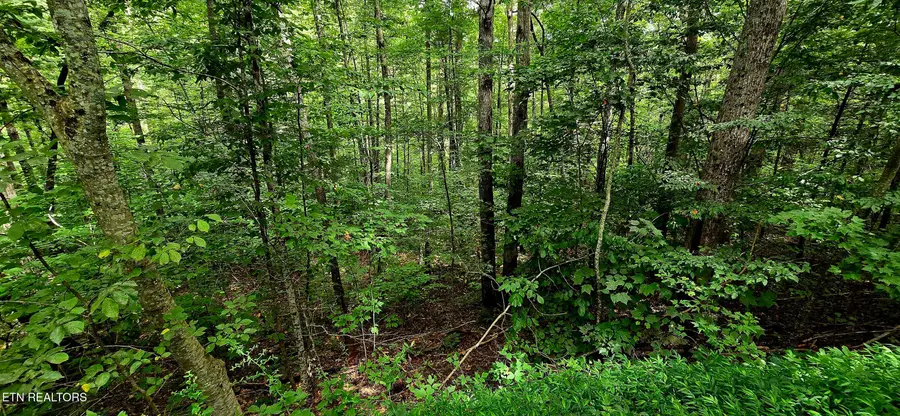 491 Chetola Tr, Townsend, TN 37882 - #3