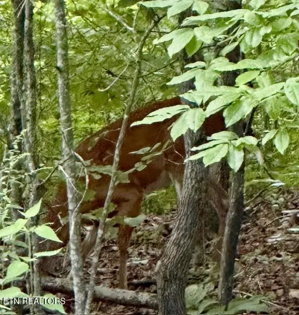Lot 103 Doe's Crossing, Middlesboro, KY 40965 - #3