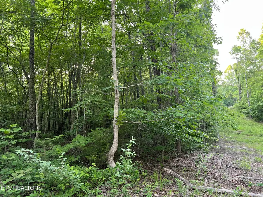 Carson Town Rd, Sunbright, TN 37872 - #2