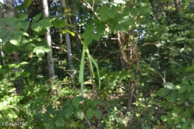 3ac Rock Springs Rd, Celina, TN 38551 - #2