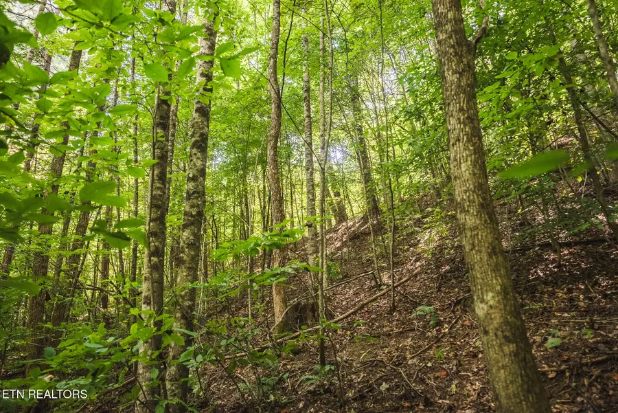 Watson Hollow Rd, Speedwell, TN 37870 - #3
