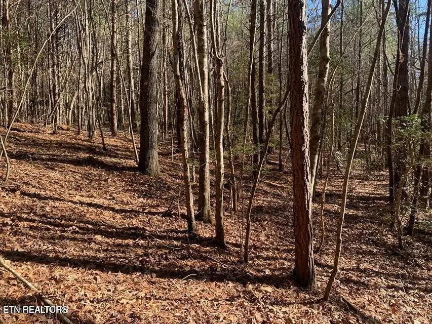 Tract 1 Lone Wolf Tr, Spencer, TN 38585 - #3