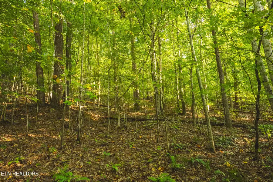 8.62 AC Stone Mountain Rd, Bulls Gap, TN 37711 - #3