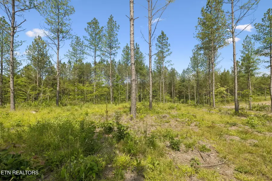Sheep Ranch Rd #24, Robbins, TN 37852 - #3