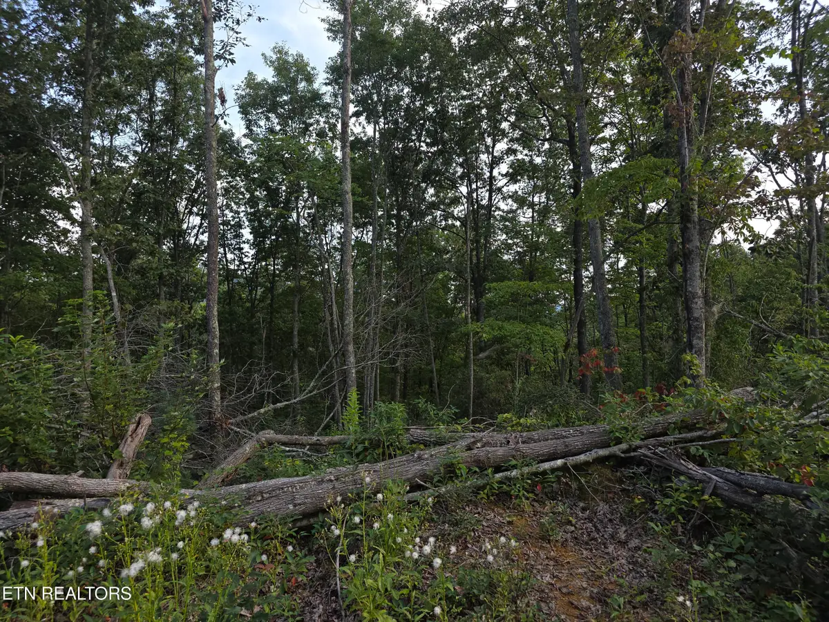 Lot#12 Mill Creek Rd, Sunbright, TN 37872 - #1